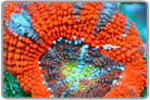 Multi Color Acan Lord